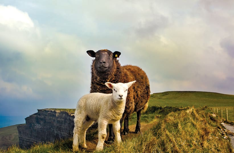 SHEEP FIND ample grazing near the steep Cliffs of Moher at the southwestern edge of the Burren region in County Clare (photo credit: MEGAN JOHNSTON)