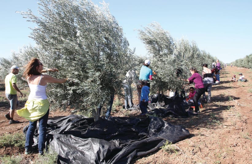 THE OLIVE harvest by volunteers at ‘the Scottish Grove’ in the Jezreel Valley (photo credit: YORAM RON)