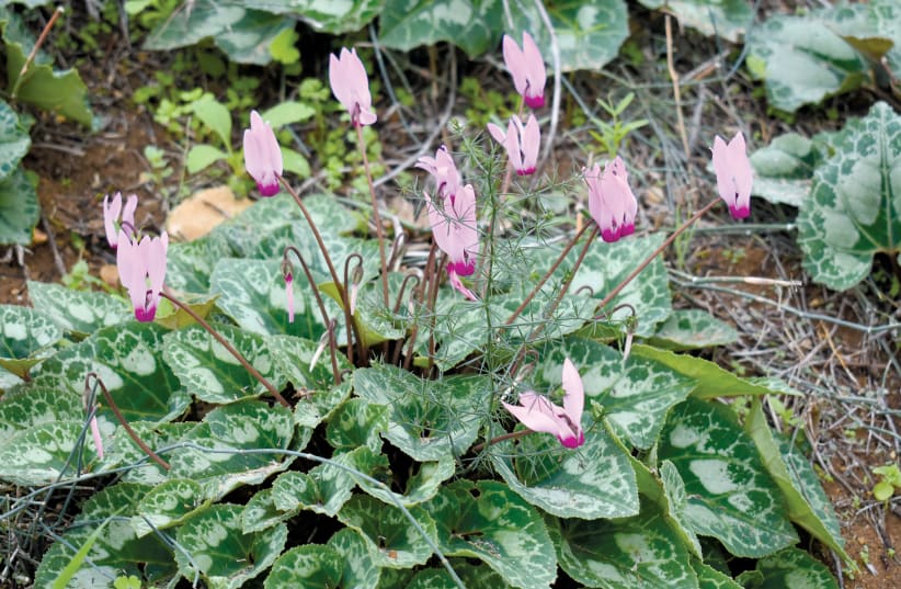 ZERA’IM MITZION, a charming nursery in Moshav Kerem Maharal, specializes in rehabilitating wild plants native to Israel, such as these cyclamens (photo credit: MEITAL SHARABI)