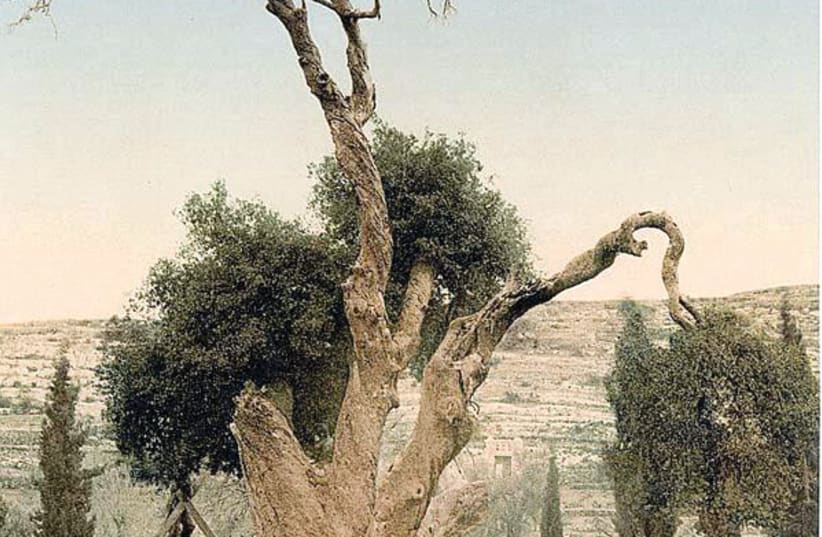 Le chêne de Mamré vers 1900 (photo credit: WIKIPEDIA)