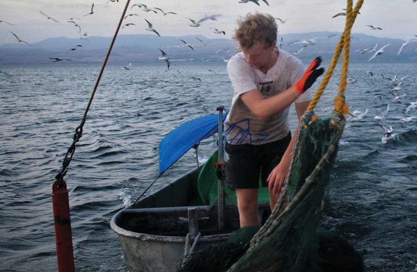 International volunteer working on a fishing boat on the Kinneret (photo credit: RONEN ZVULUN/REUTERS)
