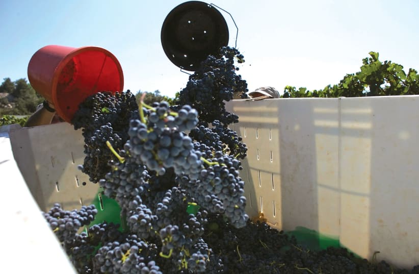 ISRAELIS HARVEST grapes for wine, some of which will be exported. The author notes that market forces have trumped boycott attempts. (photo credit: REUTERS)