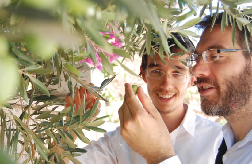 Rabbi Avi Grossman and a student examine olives (photo credit: BAT-CHEN GROSSMAN)