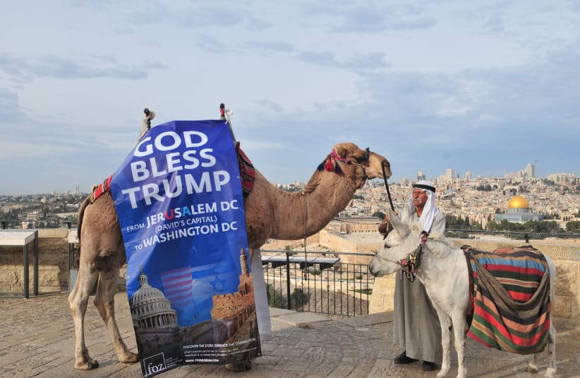 A camel outside the Old City sports a 'God Bless Trump' banner in celebration of the US President's declaration recognizing the city as Israel's capital. (photo credit: RAFI KOTZ)