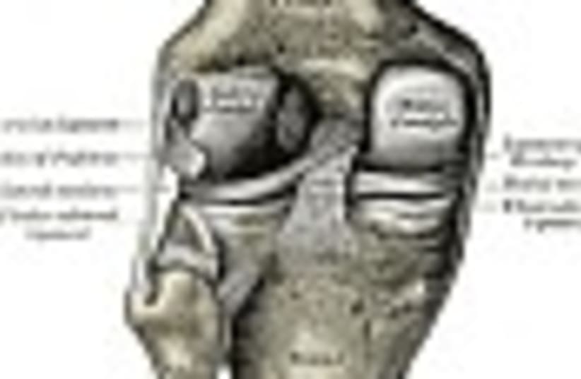 knee joint 88 (photo credit: )