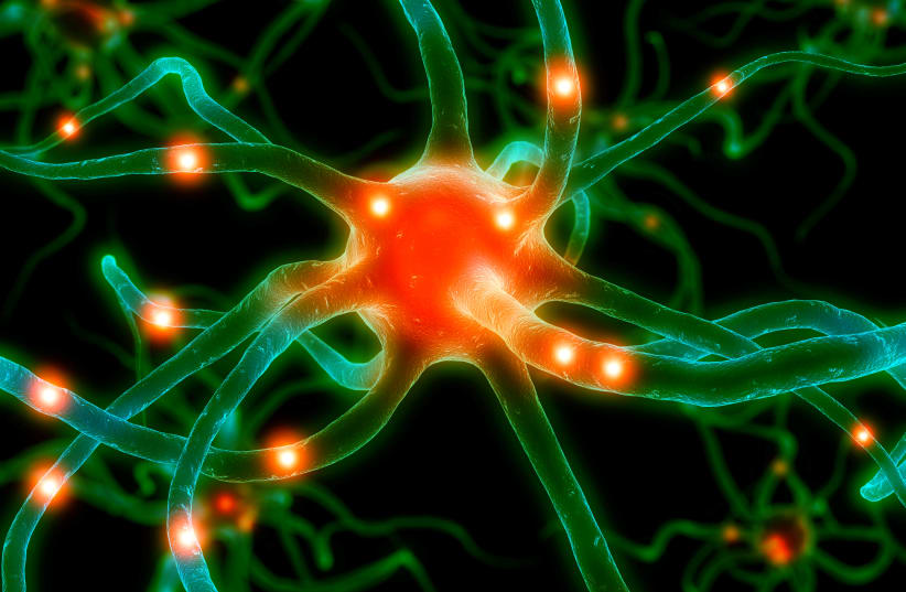 An active neuron (illustrative) (photo credit: INGIMAGE)