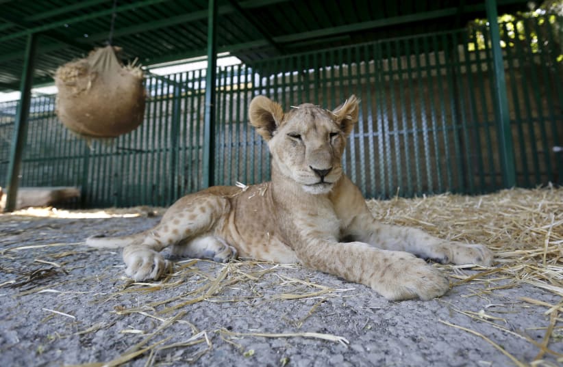 A lion cub from a zoo in Gaza in its new home in Amman, July 2015 (photo credit: MUHAMMAD HAMED / REUTERS)