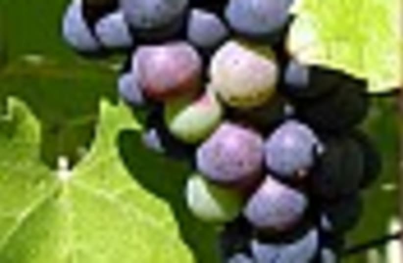 grapes 88 (photo credit: )