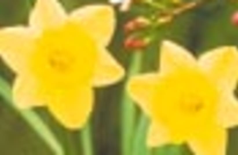 daffodiles 88 (photo credit: )
