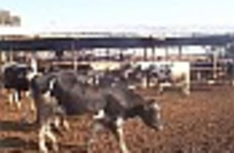 Cow Kibbutz 88 (photo credit: )