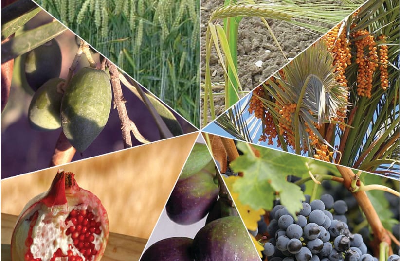 The Seven Species, whose fruits are traditionally eaten on Tu Bishvat (photo credit: Wikimedia Commons)