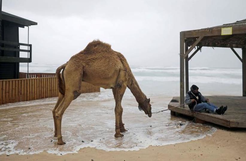 A Bedouin rests with his camel in Zikim beach, on the Mediterranean coast near the southern city of Ashkelon, Israel. REUTERS/Amir Cohen (photo credit: REUTERS/AMIR COHEN)