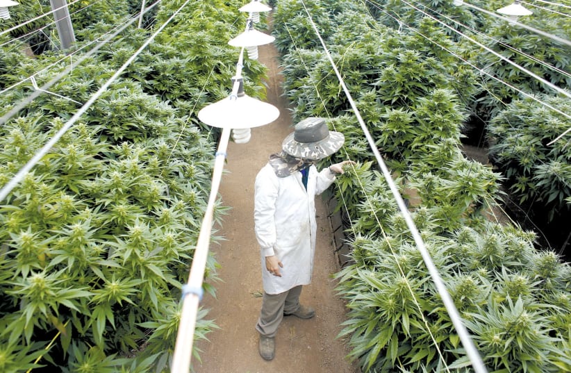 AN EMPLOYEE checks on cannabis plants at a medical-marijuana plantation in the North last year. (photo credit: NIR ELIAS / REUTERS)