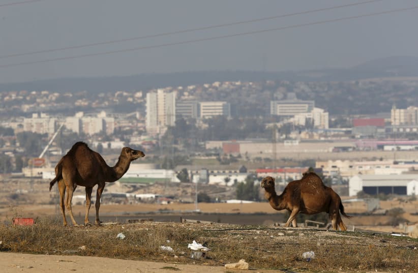  Camels roam in an unrecognized Beduin village, as the southern Israeli city of Beersheba is seen in the background December 17, 2015. (photo credit: AMIR COHEN/REUTERS)