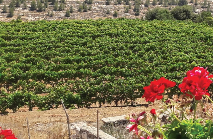 The Cremisan Winery vineyard where the Hamdani, Jandali and Dabouki varieties are grown. (photo credit: Courtesy)