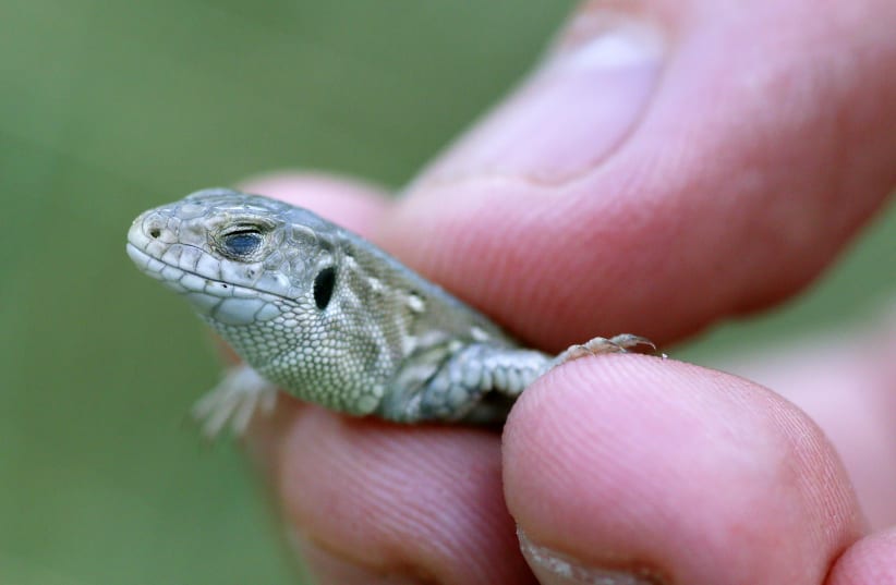 A volunteer holds a Sand Lizard prior to its release into the wild in sand dunes near Talacre, north Wales September 10, 2013. The lizard, one of Britain's rarest species of reptile is being released along with 400 others at seven sites across England and Wales this week as part of a long term conse (photo credit: PHIL NOBLE/REUTERS)