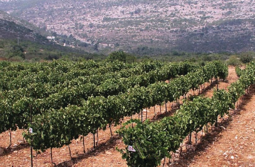 The Tzora vineyards in the Judean Hills grow one of Israel’s best Sauvignon Blancs (photo credit: Courtesy)