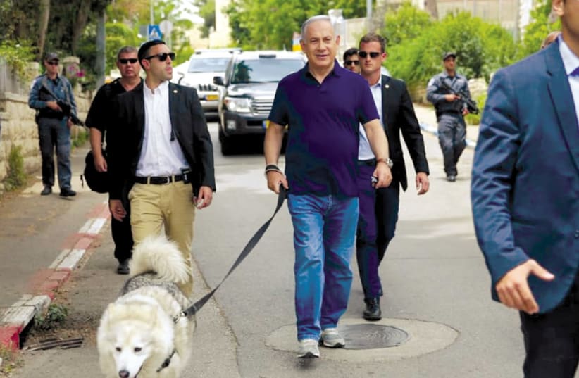 Prime Minister Benjamin Netanyahu walks the family dog in the capital’s Rehavia neighborhood in this file photo (photo credit: Courtesy)