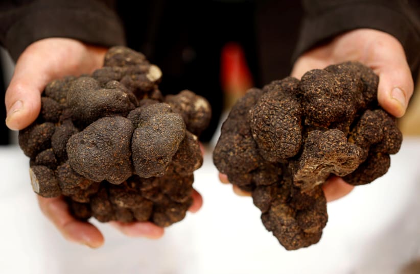 Truffle farmer holds a Black truffles (Truffes du Perigord) at a truffle market in Sainte-Alvere, France (photo credit: REUTERS/REGIS DUVIGNAU)