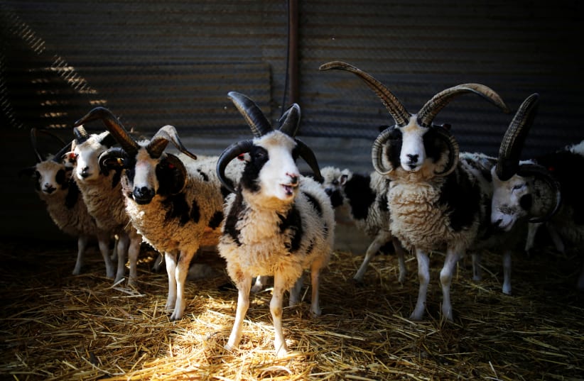 Jacob sheep stand in their barn in Ramot Naftali, Israel, February 21, 2018. (photo credit: REUTERS/AMIR COHEN)