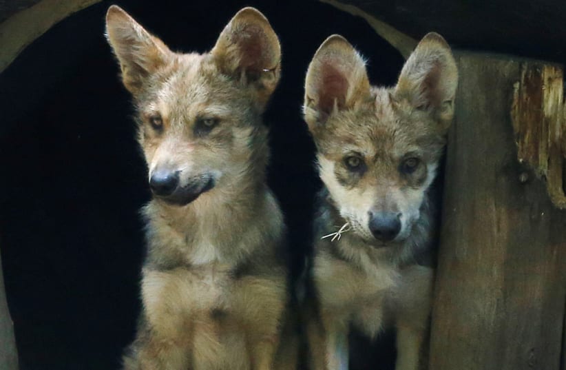 Mexican Wolf cubs, part of a litter of seven born this April, are seen in the Zoo of Los Coyotes in Mexico City, Mexico, July 14, 2017. (photo credit: HENRY ROMERO / REUTERS)