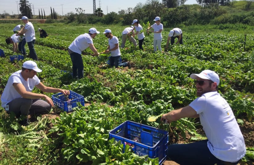 Leket Israel volunteers gather food. (photo credit: COURTESY LEKET ISRAEL)