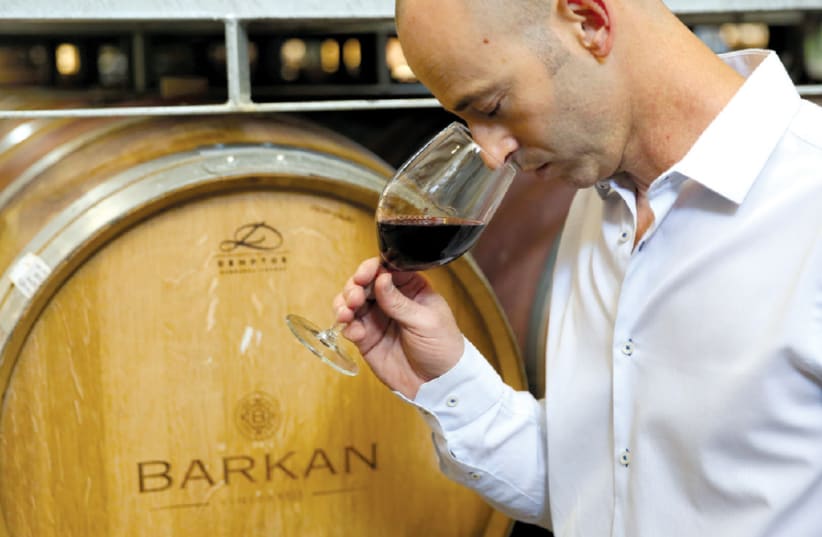 IDO LEWINSOHN, the new winemaker of Barkan Winery (photo credit: Courtesy)