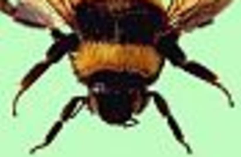 bumble bee 88 (photo credit: )