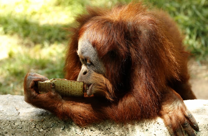 An orangutan eats the traditional Matza (unleavened bread) in preparation for the upcoming Jewish holiday of Passover, at the Ramat Gan Safari Park near Tel Aviv (photo credit: JACK GUEZ / AFP)