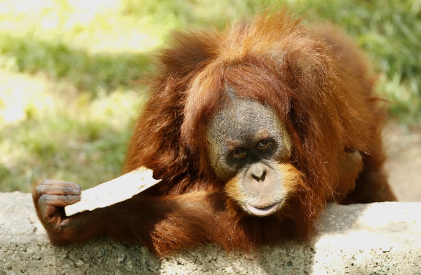  An orangutan eats the traditional Matza (unleavened bread) in preparation for the upcoming Jewish holiday of Passover, at the Ramat Gan Safari Park near Tel Aviv (photo credit: JACK GUEZ / AFP)