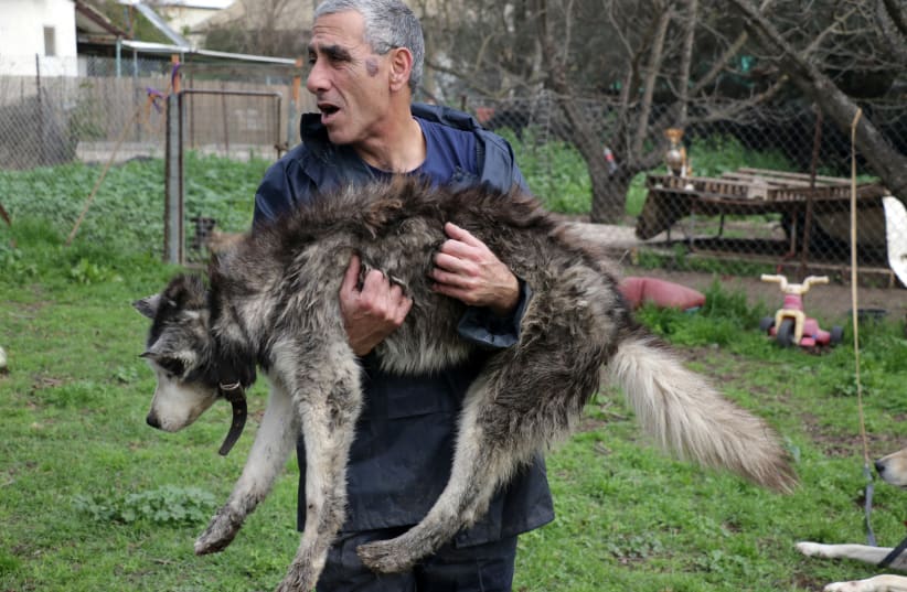 Kobi Brook holds one of the elderly canine residents of Hofshi (photo credit: NOA MEIRSON)