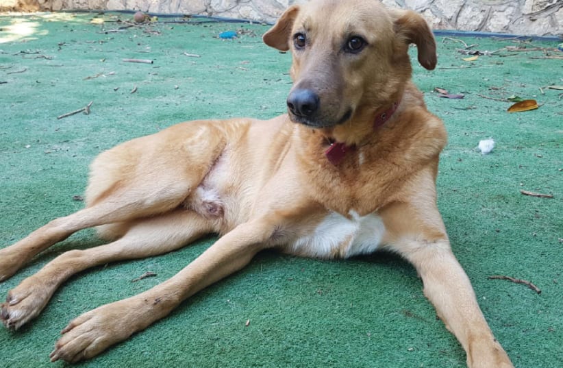 Jerusalem Loves Animals is seeking good homes for a number of dogs, including: The four-and-a- half-year-old Niko, who was was abandoned by his owners (photo credit: JERUSALEM LOVES ANIMALS)