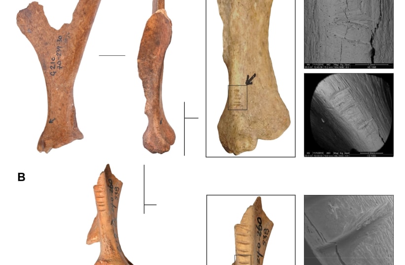 Photographs of deer bones found in a cave in the Galilee (photo credit: COURTESY HEBREW UNIVERSITY)
