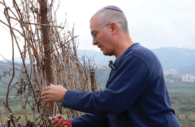 Shiloh Winery winemaker Amichai Luria prunes one of his vines (photo credit: Courtesy)