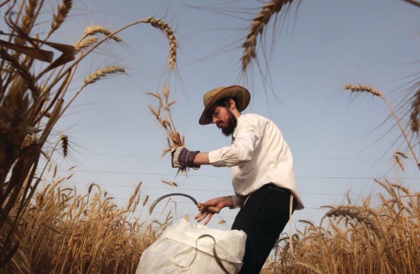 A FARMER harvests wheat in a field near Mevo Horon (photo credit: MARC ISRAEL SELLEM/THE JERUSALEM POST)