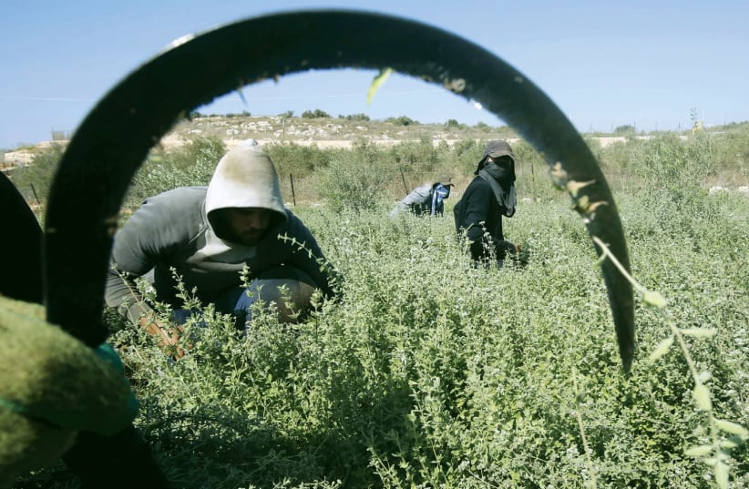 PALESTINIAN FARMWORKERS at a farm in the West Bank. (photo credit: REUTERS)