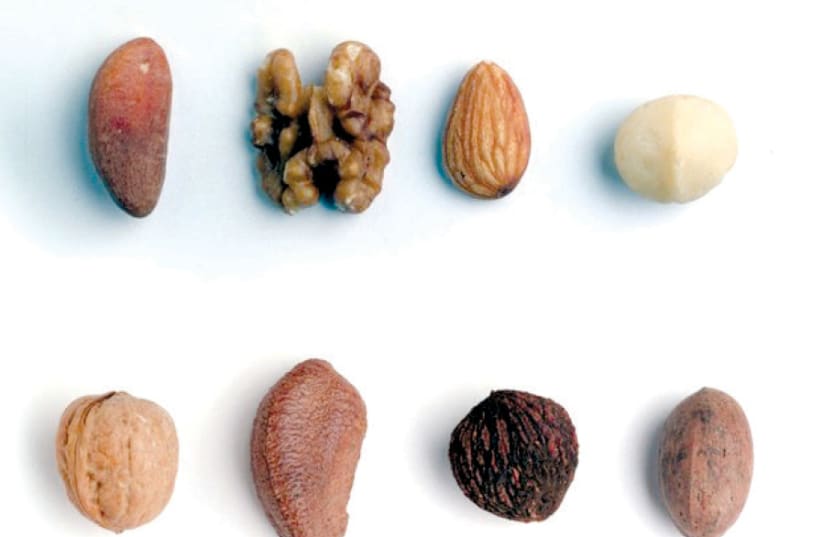 Nuts (Illustrative) (photo credit: TNS)