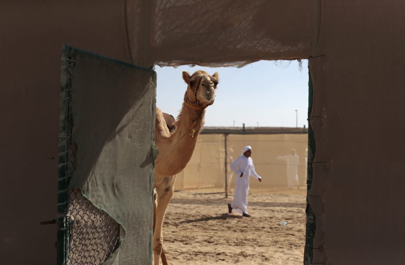 A camel during the Sultan Bin Zayed Heritage Festival in Sweihan, United Arab Emirates February 2, 2018 (photo credit: REUTERS/CHRISTOPHER PIKE)