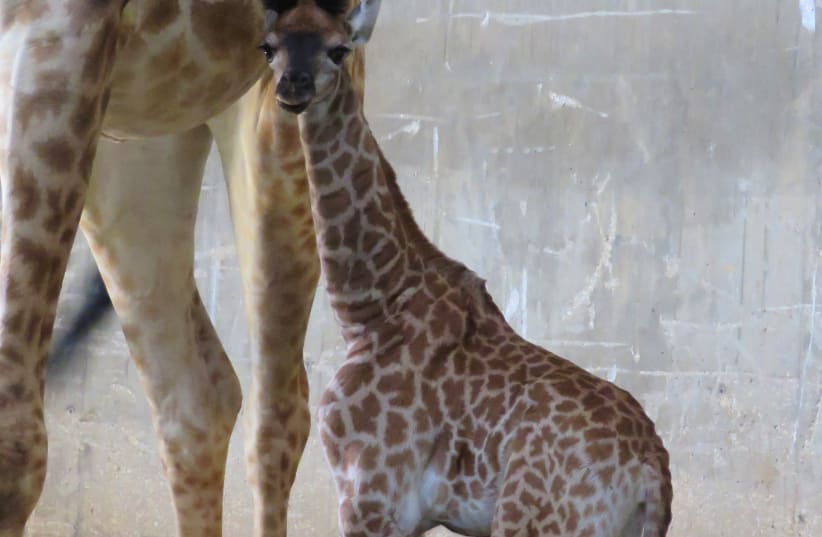 Newly-born giraffe 'Toy' at the Jerusalem Biblical Zoo (photo credit: YAARA FOREST TAMARI)