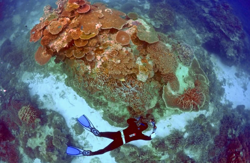 A diver in the Great Barrier Reef region (photo credit: DAVID GRAY / REUTERS)