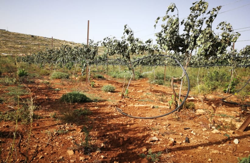 Vineyards in the area of Shiloh that settlers say were vandalized by Palestinians (photo credit: YESH DIN)