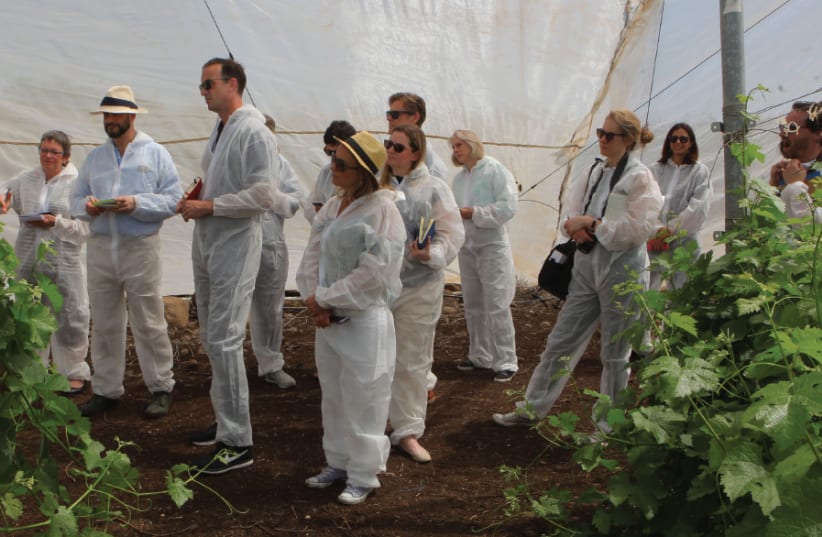The MASTERS of Wine, clad in white suits, visit the Golan Heights Nursery and Propagation Block (photo credit: DAVID SILVERMAN)