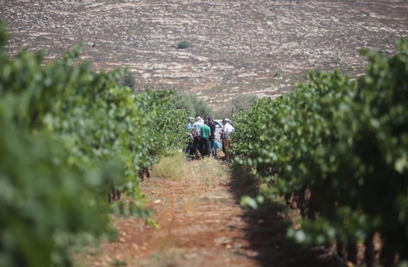 A vineyard in the West Bank, July 4 2018 (photo credit: MARC ISRAEL SELLEM/THE JERUSALEM POST)
