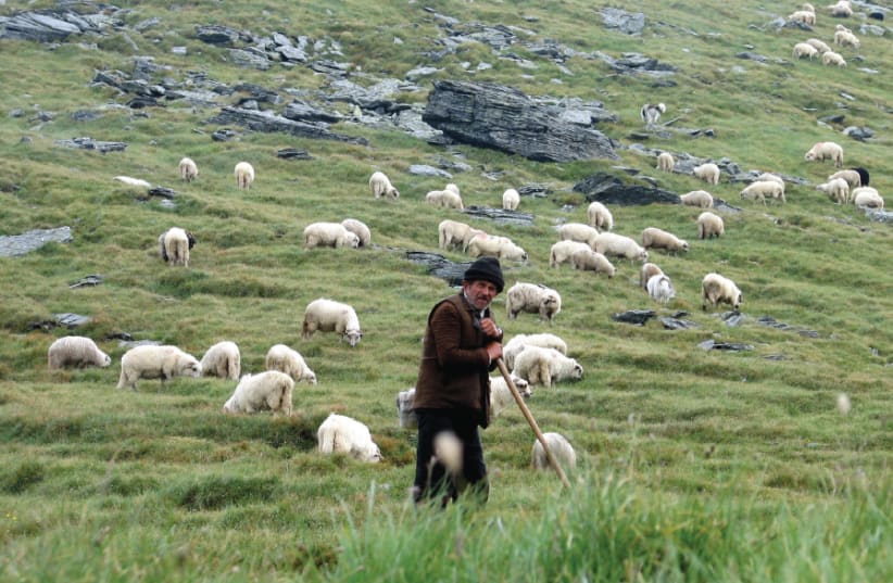 A shepherd keeps watch over his grazing sheep in the Romanian mountain (photo credit: Wikimedia Commons)