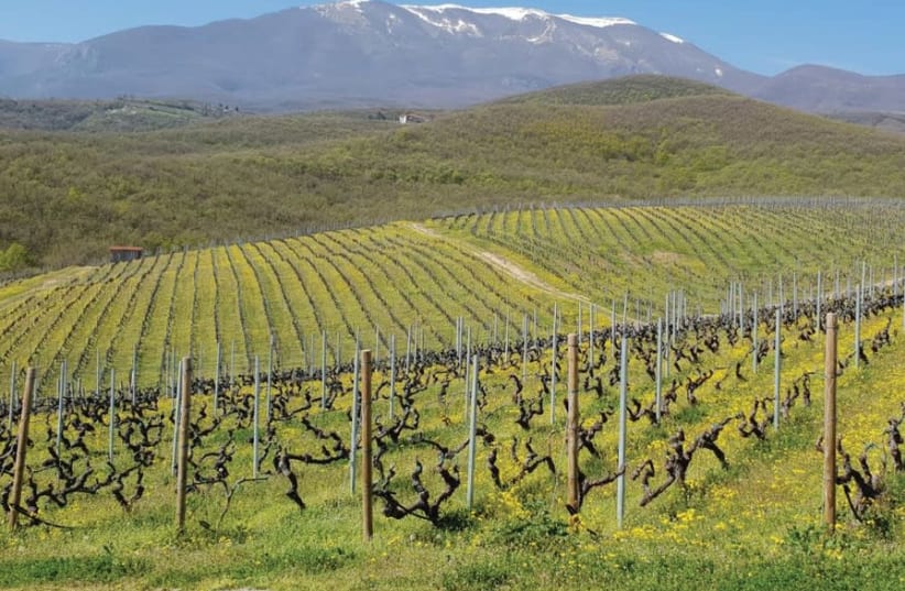 THE BEAUTIFUL vineyard at Kir-Yianni (photo credit: DAPHNA STERNFELD)