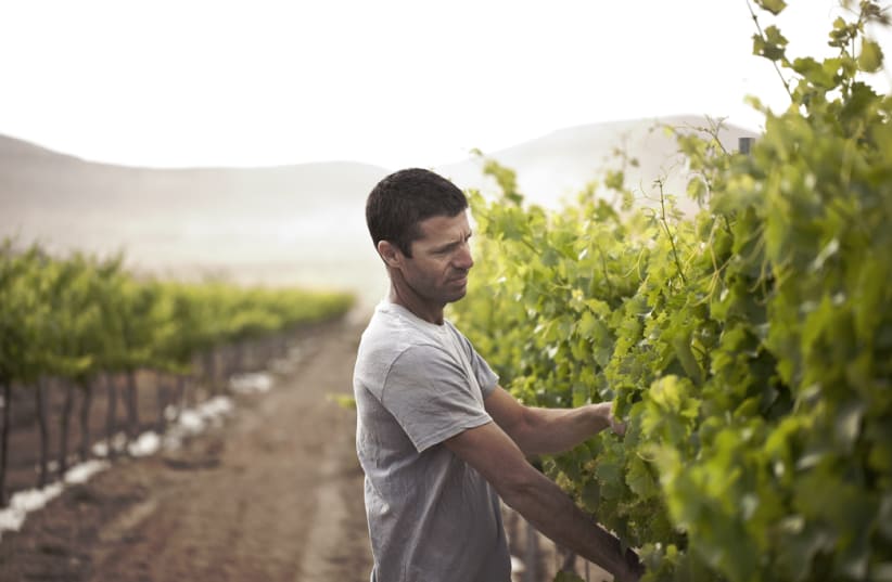 Eran Raz is the passionate wine grower of Nana Vineyard (photo credit: Courtesy)