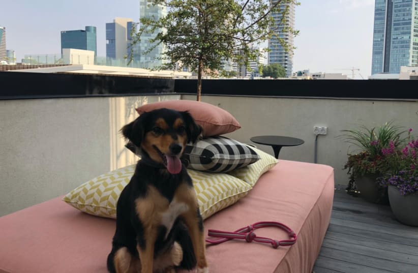 Fabric is pet-friendly and has a wonderful rooftop terrace with sweeping views of Tel Aviv (photo credit: ANNA AHRONHEIM)
