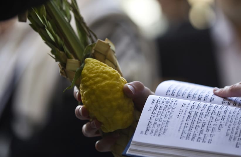 A Jewish worshipper holds the Four Species, used in rituals for the holiday of Sukkot which began last week, before the recitation of the priestly blessing at the Western Wall in Jerusalem's Old City September 30, 2015 (photo credit: REUTERS/Ronen Zvulun)