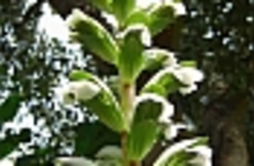 acanthus syriacus 88 (photo credit: )