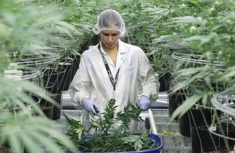 COLLECTING CUTTINGS from cannabis plants at Hexo Corp’s facilities in Gatineau, Quebec, Canada, on September 26 (photo credit: REUTERS)